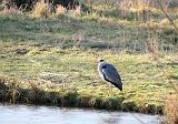Heron cendre (25)